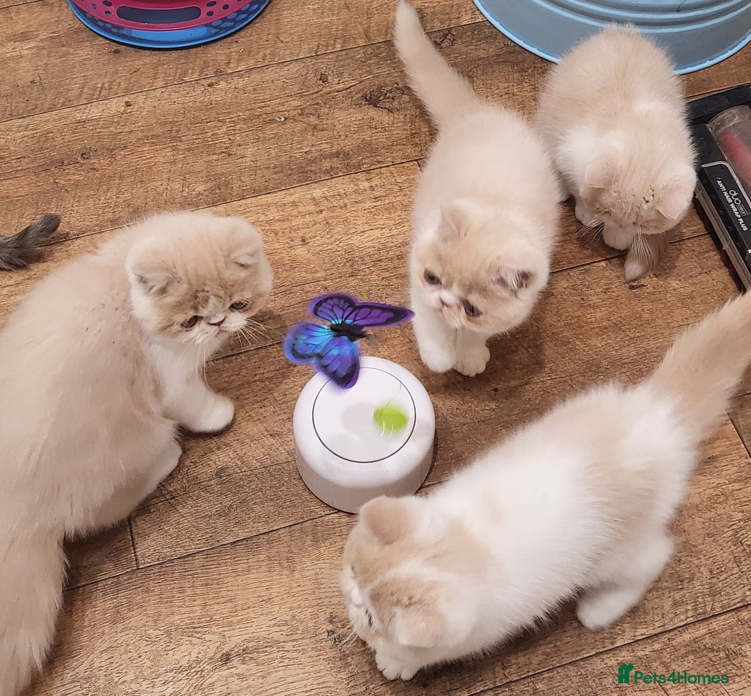 Exotic cats for sale: Registered Brothers  - Image 8