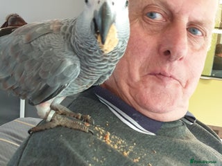 Parrots birds for sale - Advert 1