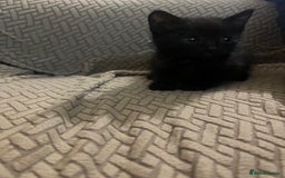 Domestic Shorthair cats for sale: Meet Zora  - Image 12