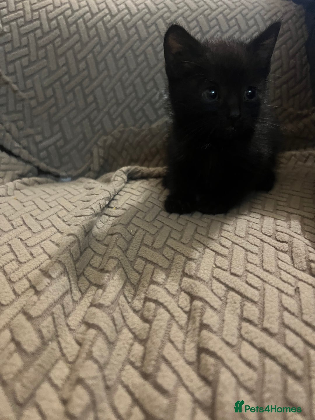 Domestic Shorthair cats for sale: Meet Zora  - Image 12