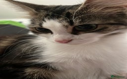 Mixed Breed cats for sale: 🐾 Three Beautiful Cats Looking for Loving Homes  - Image 16