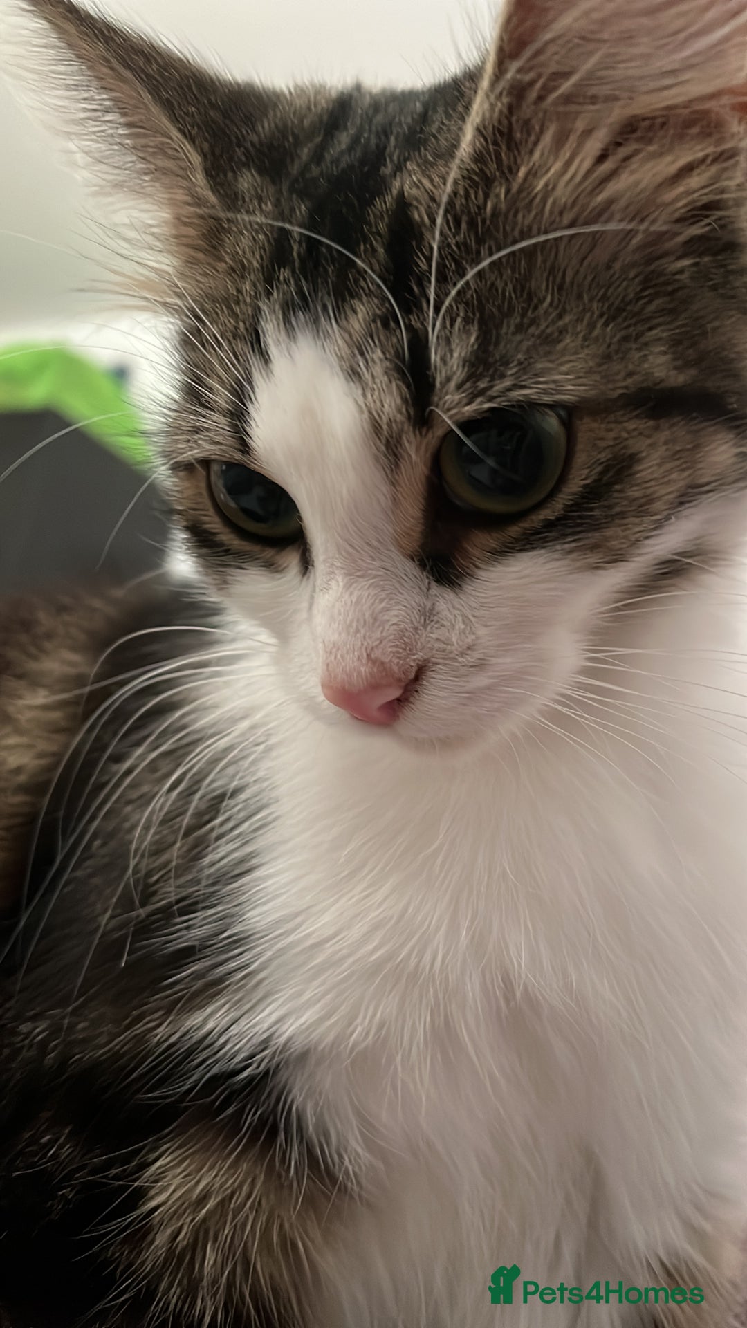 Mixed Breed cats for sale: 🐾 Three Beautiful Cats Looking for Loving Homes  - Image 16