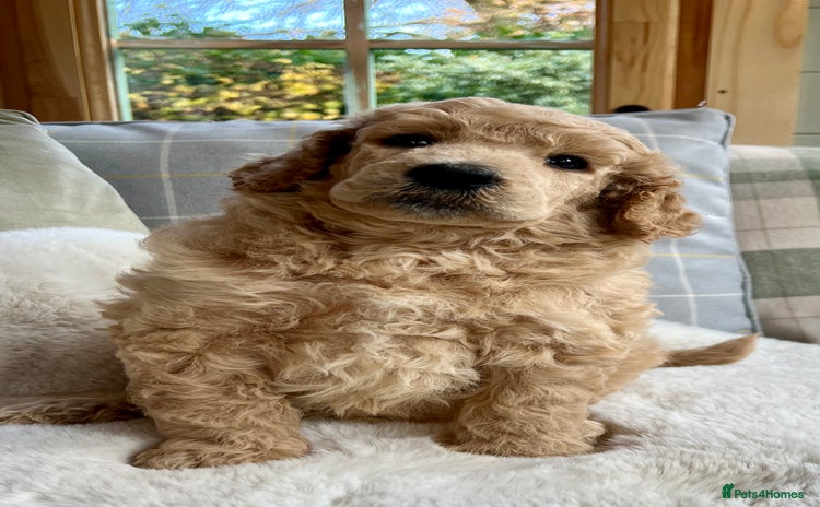 Standard Poodle dogs - Advert 1