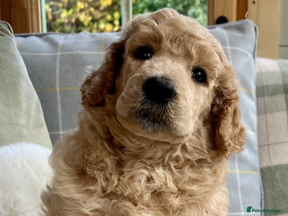 Standard Poodle dogs - Advert 1