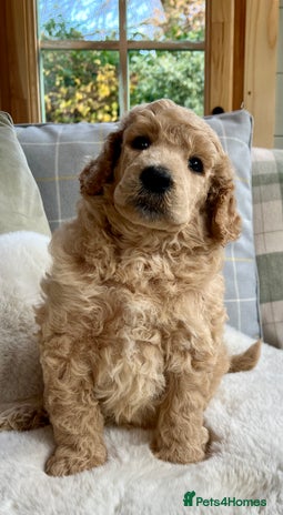 Standard Poodle dogs - Advert 2