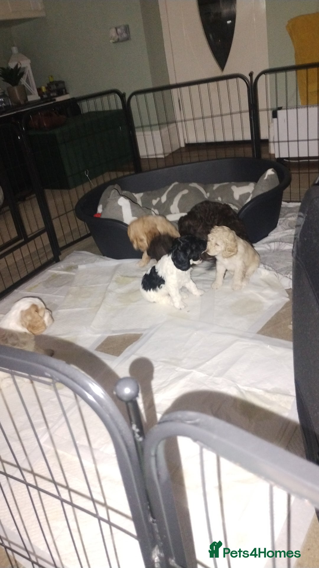 Cockapoo dogs for sale: Cockapoo puppies - Advert 8