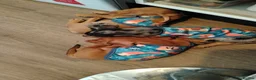 Dachshund dogs for sale: 3 beautiful miniature /dapple boys for sale  - Advert 8