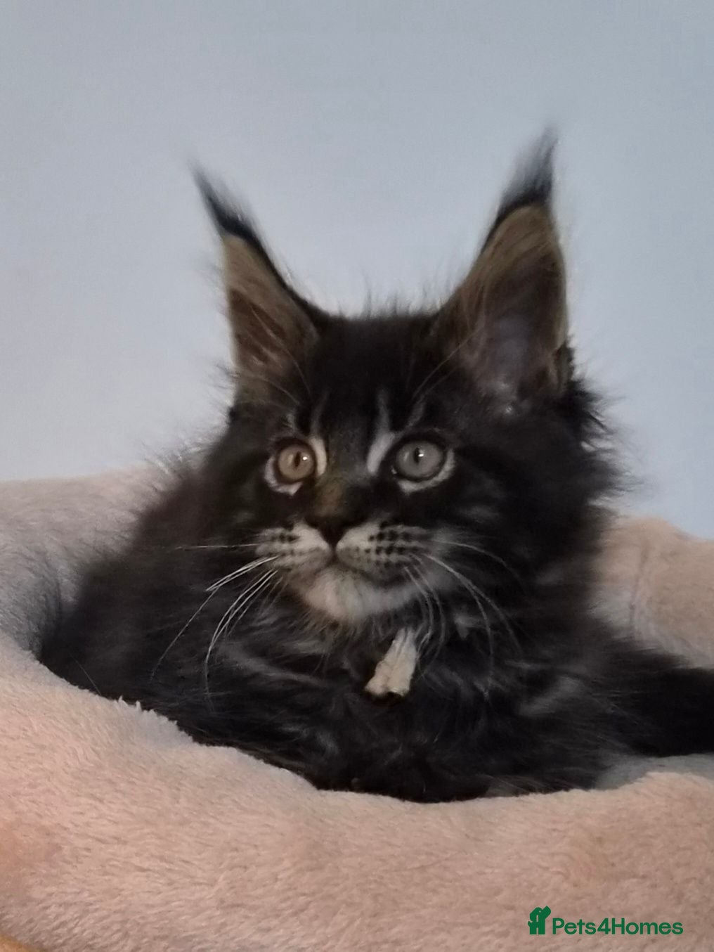 Maine Coon cats TICA REGISTERED MAINE COONS - Advert 1