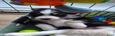 BEN