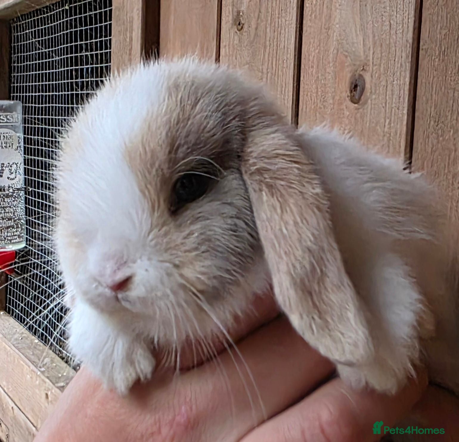 Mini Lop rabbits Stunning Mini lop babies  - Advert 2