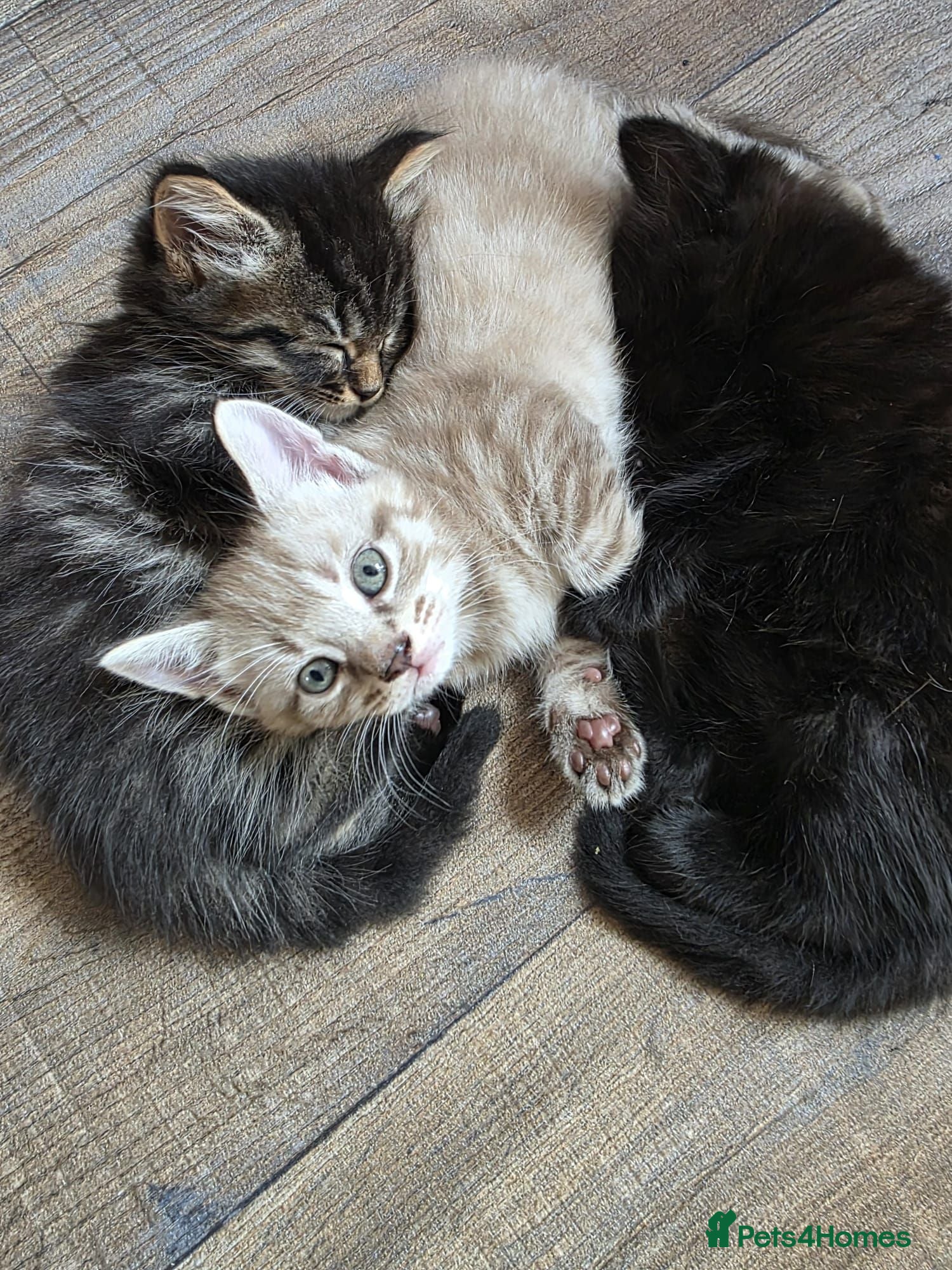 Mixed Breed cats Beautiful Male Kittens - Advert 21