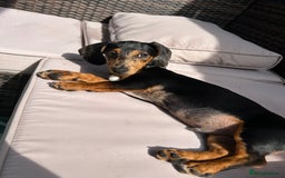 Dachshund dogs for sale: Dachshund - Image 5