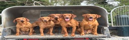 Labrador Retriever dogs for stud: 0/0 Hips & elbows fox red labrador in Leyburn - Advert 7