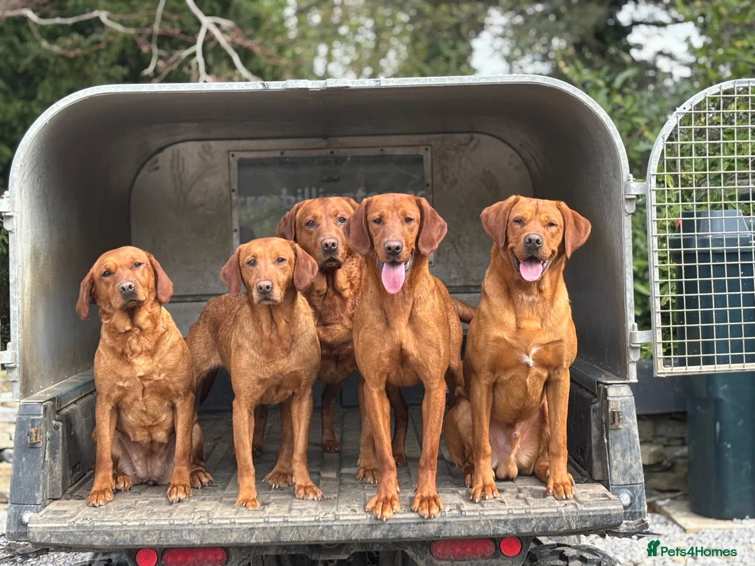 Labrador Retriever dogs for stud: 0/0 Hips & elbows fox red labrador in Leyburn - Advert 7