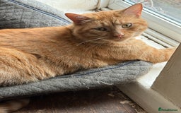 British Shorthair cats for sale: Having to downsize on cats - Image 6
