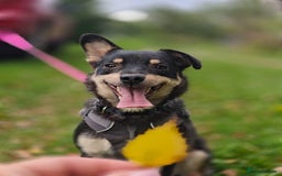 Mixed Breed dogs for adoption: 💖🐶 BUKA 🐶💖 - Image 13