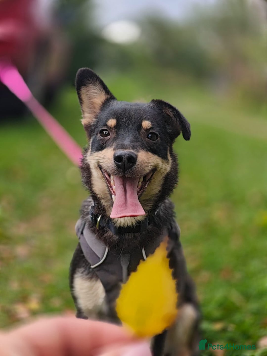 Mixed Breed dogs for adoption: 💖🐶 BUKA 🐶💖 - Image 13