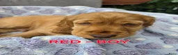Cocker Spaniel dogs for sale: Beautiful 100% Cocker Spaniel puppies- litter of 6 - Advert 15