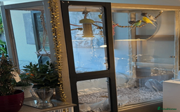 Budgerigars birds for sale: 5 Budgies and an aviary for sale - Advert 5