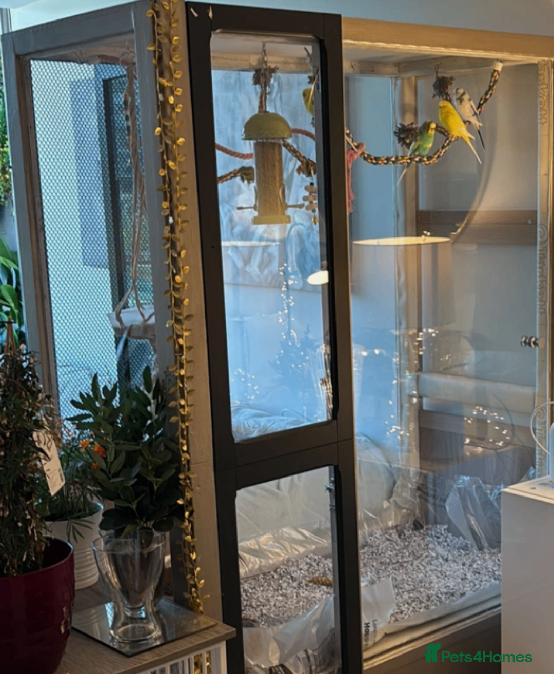 Budgerigars birds for sale: 5 Budgies and an aviary for sale - Advert 5