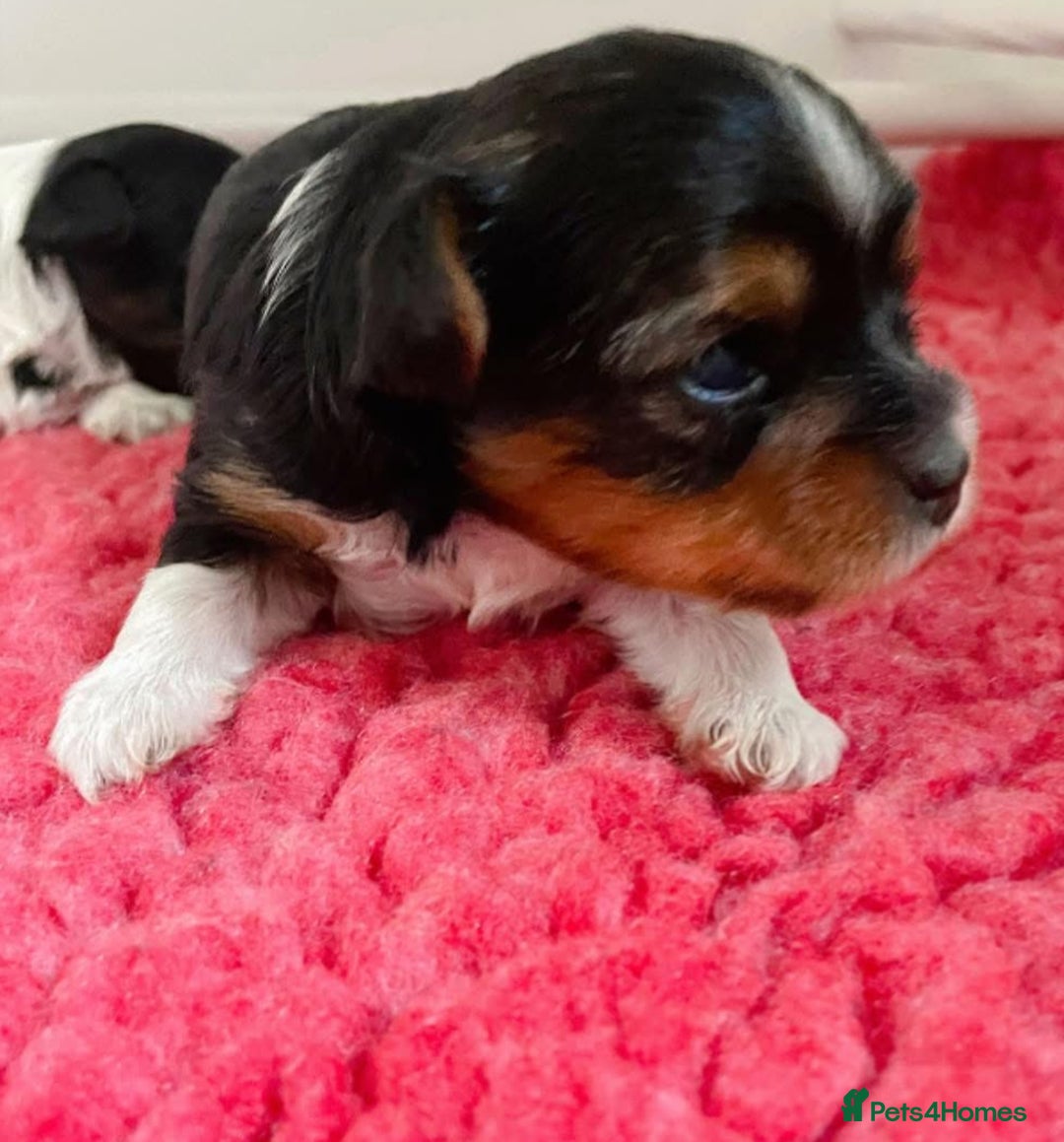 Biewer Terrier dogs for sale: ❗️1 GIRL LEFT ❗️BIEWER YORKSHIRE TERRIER❤️ - Image 12