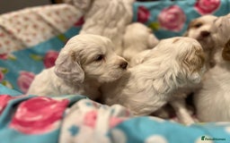 Clumber Spaniel dogs for sale: 3/4 clumber 1/4 cocker spaniel pups - Image 4