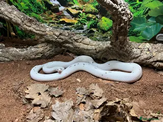 Corn Snake reptiles Palmetto Corn Snake - Advert 1