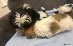 Shih Tzu dogs for sale: Shih tzu pups for sale  - Image 12