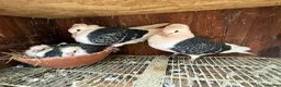 Pigeons birds for sale: German Owl Breeding Pairs With 2 Young Each - Advert 2