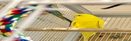 Budgerigars birds for sale: Bonded pair of beautiful yellow budgies  - Advert 5
