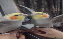 Cockatiels birds for sale: cockatiels  - Image 5