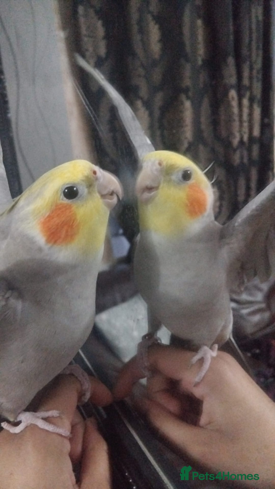 Cockatiels birds for sale: cockatiels  - Image 5