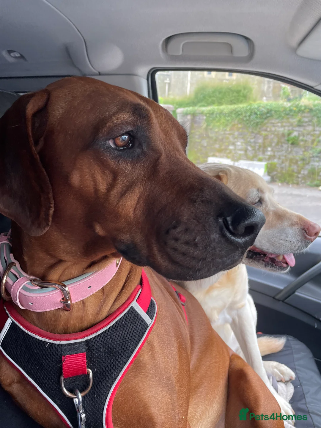 Rhodesian Ridgeback dogs for sale: Beautiful Rhodesian Ridgeback pups - Advert 27