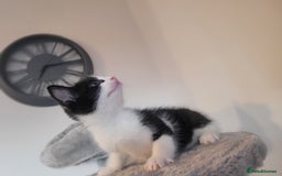 Mixed Breed cats for sale: Mixed British blue kittens  - Image 7