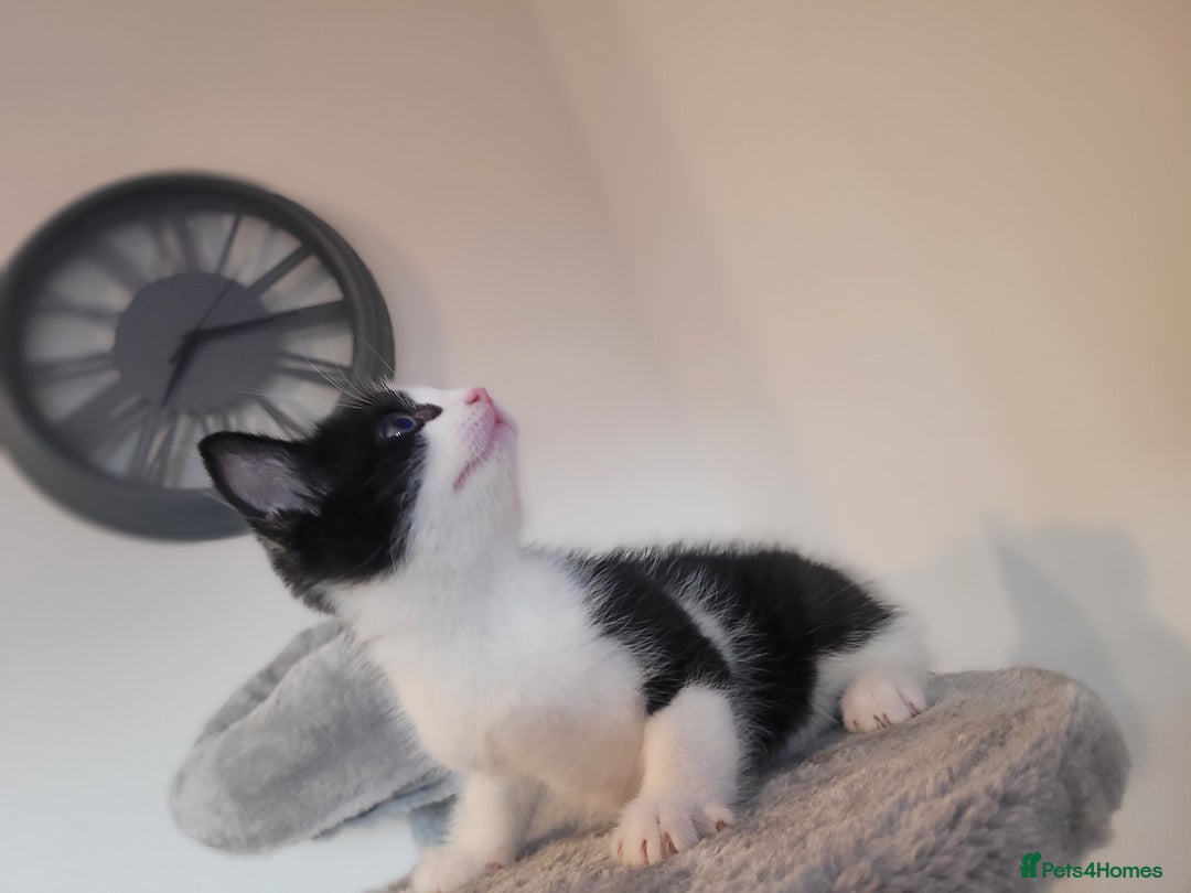 Mixed Breed cats for sale: Mixed British blue kittens  - Image 7