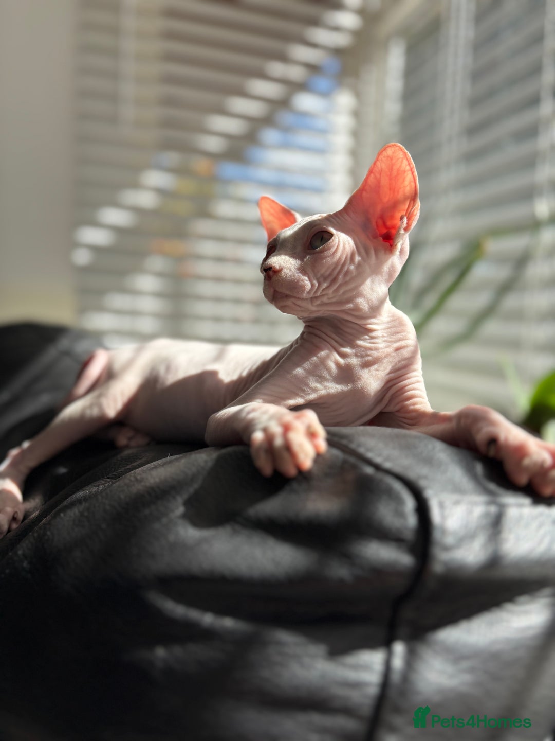 Sphynx cats for sale: Hairless kittens sphinx - Image 17