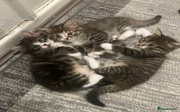 Mixed Breed cats for sale: 3 Healthy, Playful Kittens  - Image 12