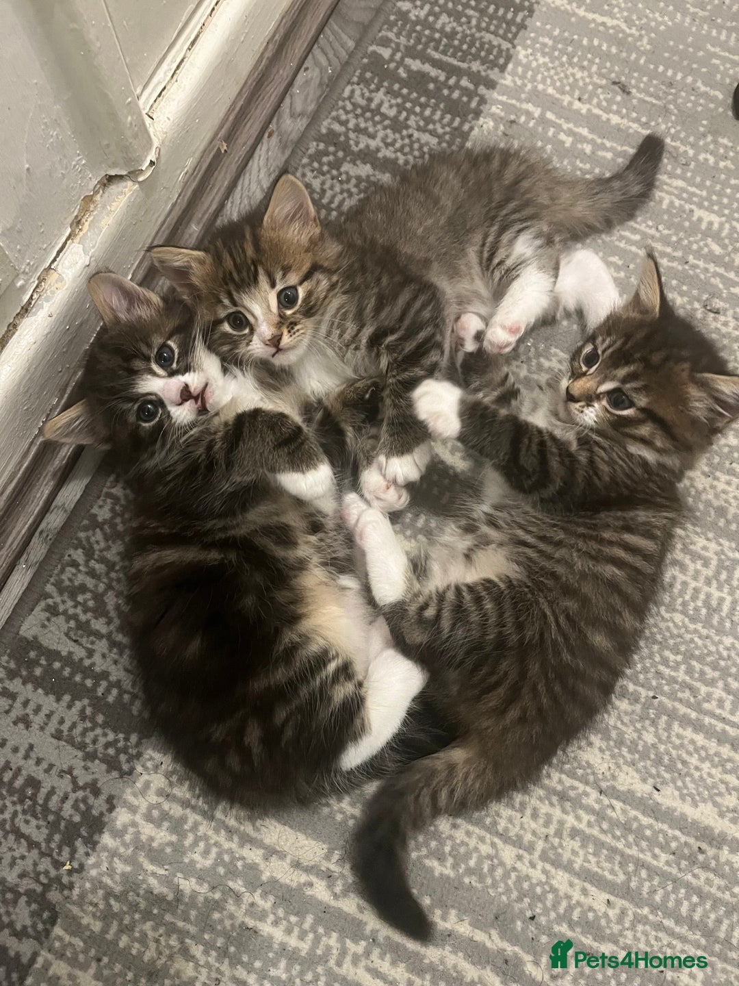 Mixed Breed cats for sale: 3 Healthy, Playful Kittens  - Image 12