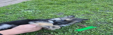 German Shepherd 4