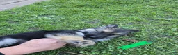 German Shepherd dogs for sale: German Shepherd Puppies 3 Males & 2 Females in York - Advert 8