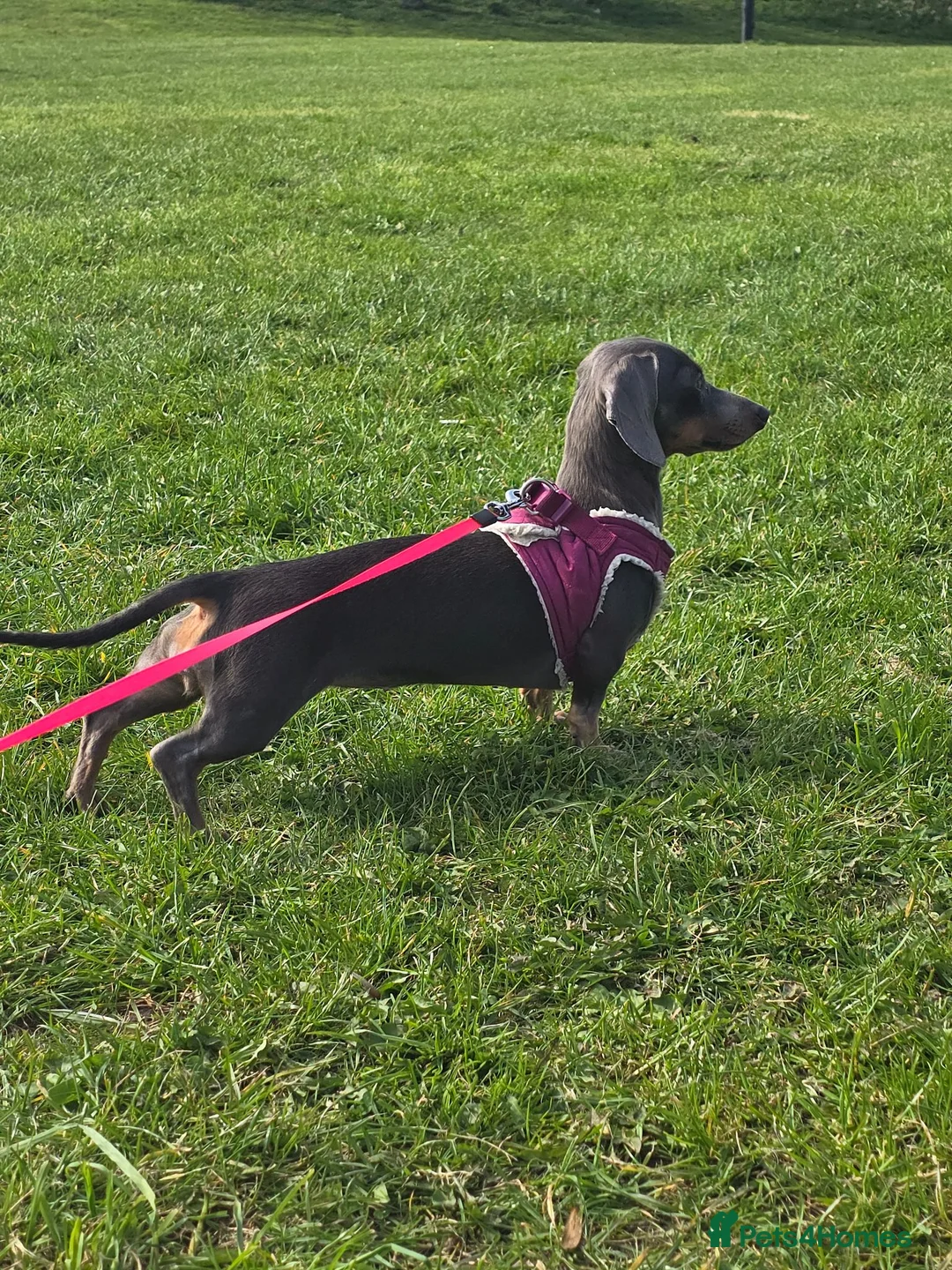 Miniature Dachshund dogs for sale: True minature dachshunds  - Advert 5