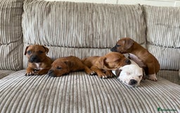 Staffordshire Bull Terrier dogs for sale: Amazing Red Staffordshire bullterrier puppies - Image 2