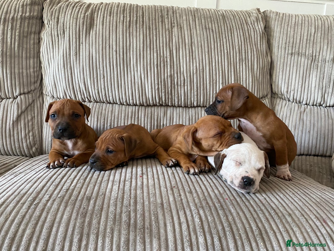 Staffordshire Bull Terrier dogs for sale: Amazing Red Staffordshire bullterrier puppies - Image 2