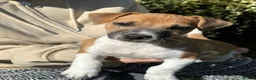 Jack Russell dogs for sale: Jack Russel Puppies READY to LEAVE NOW  in Camberley - Advert 5