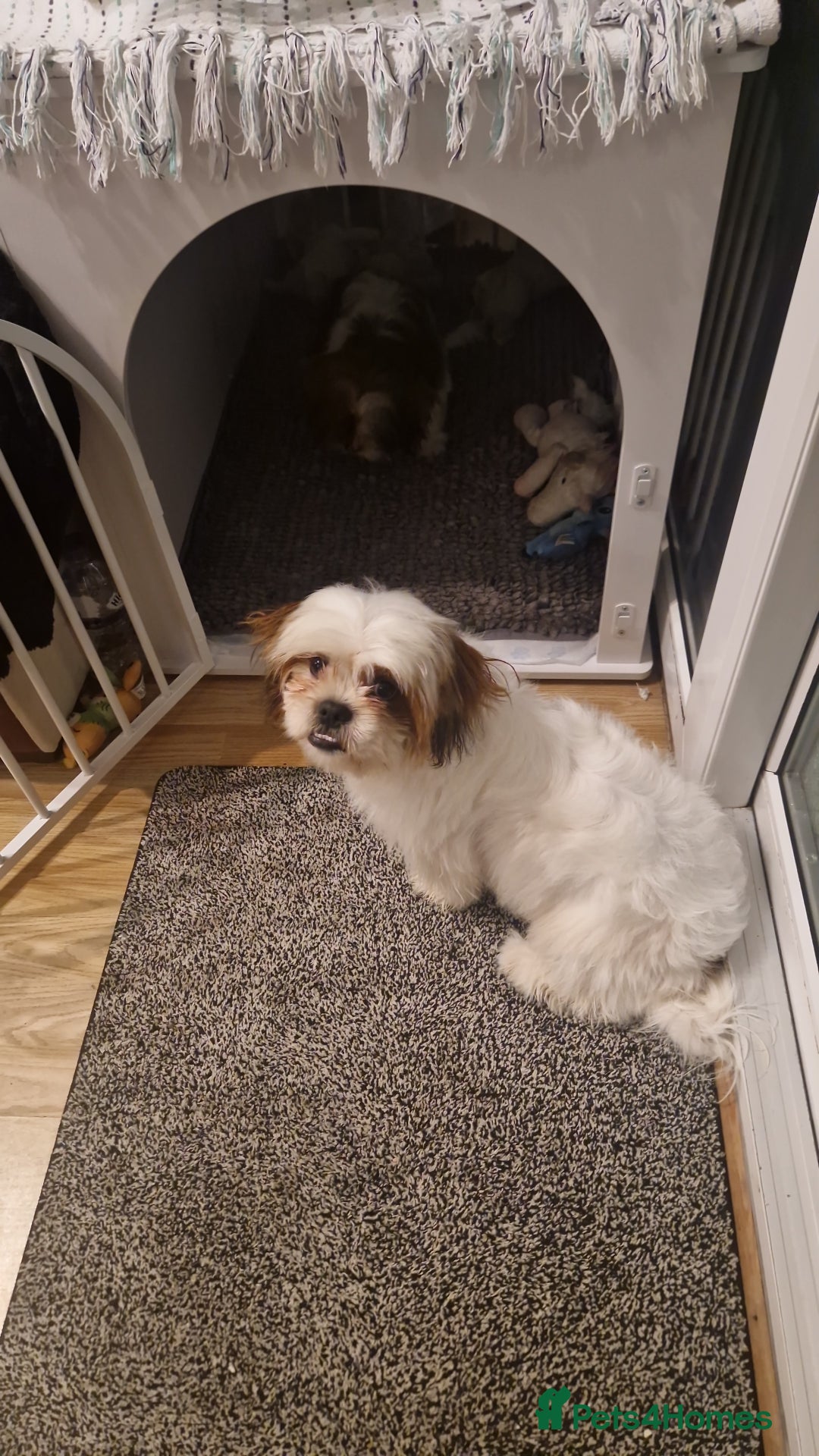 Shih Tzu dogs for sale: Shih tzu puppies  - Advert 13