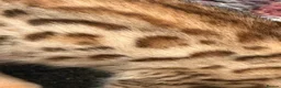 Bengal cats for sale: Gorgeous full pedigree reg bengal female kittens  - Advert 11
