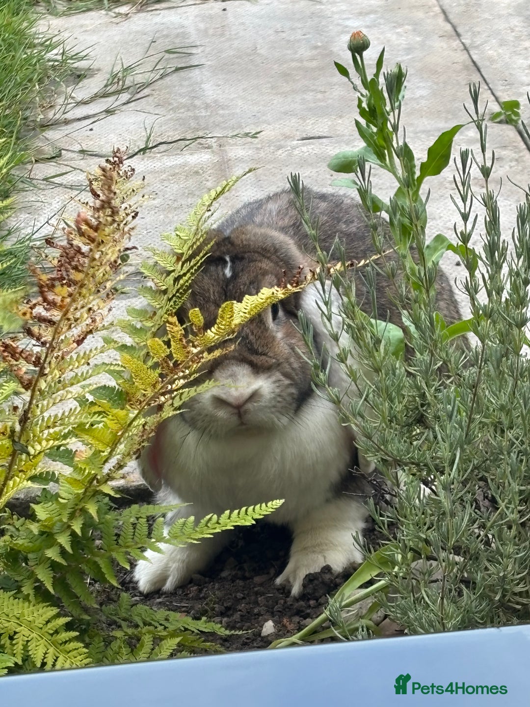 French Lop rabbits for sale: Bonded Rabbits Looking for a Loving Forever Home - Advert 3