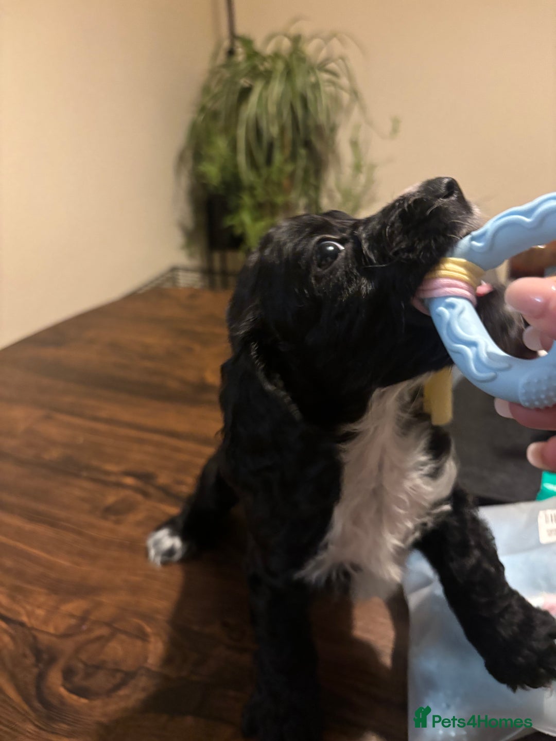 Cockapoo dogs for sale: Cockerpoo - Advert 5