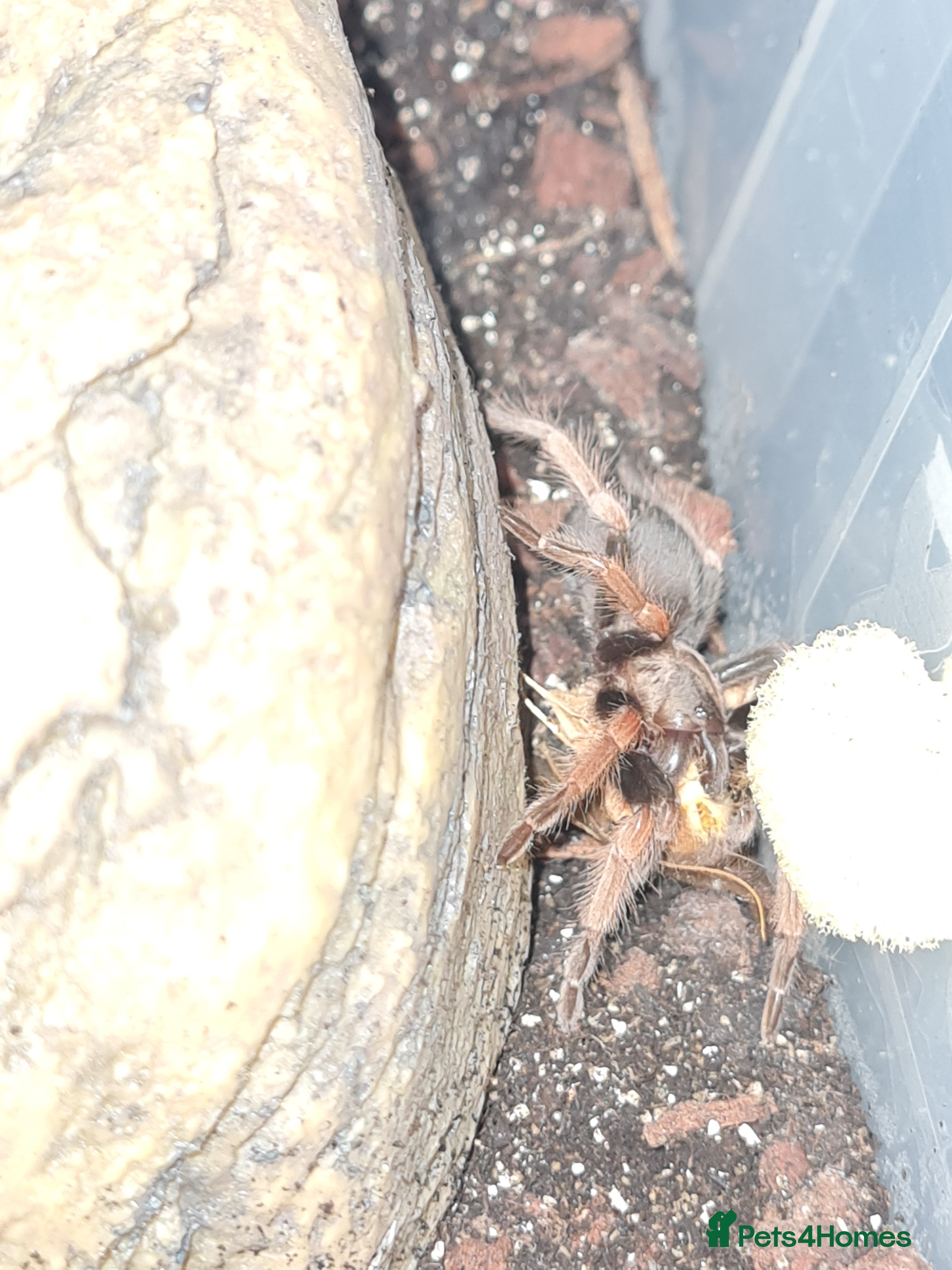 Tarantulas invertebrates Juvenile mexican fire leg for sale - Advert 1