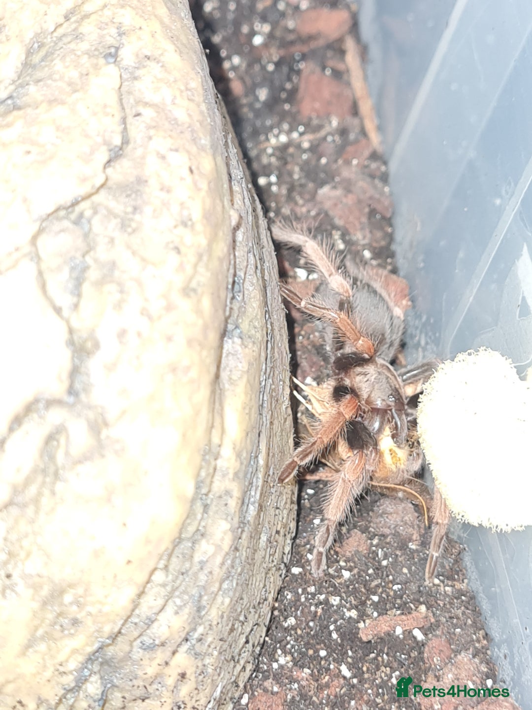 Tarantulas invertebrates for sale: Juvenile mexican fire leg for sale - Advert 1